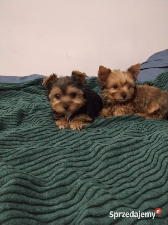 York dziewczynka Mogilno