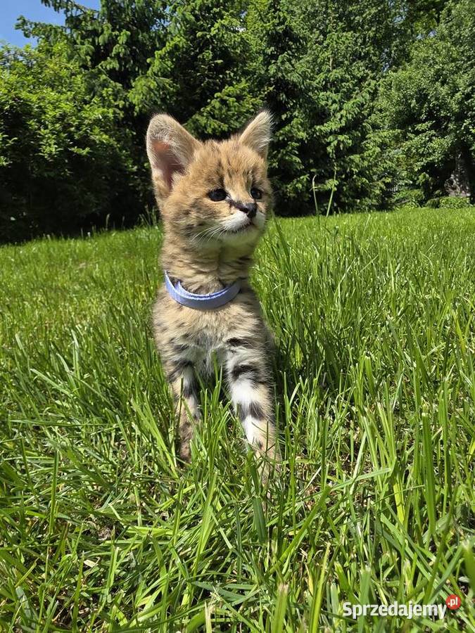Serwal sawannowy serval afrykański ręcznie