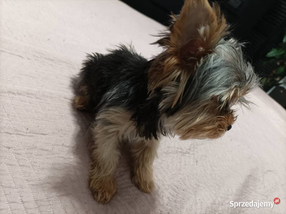 Mini sunia york terrier Igołomia