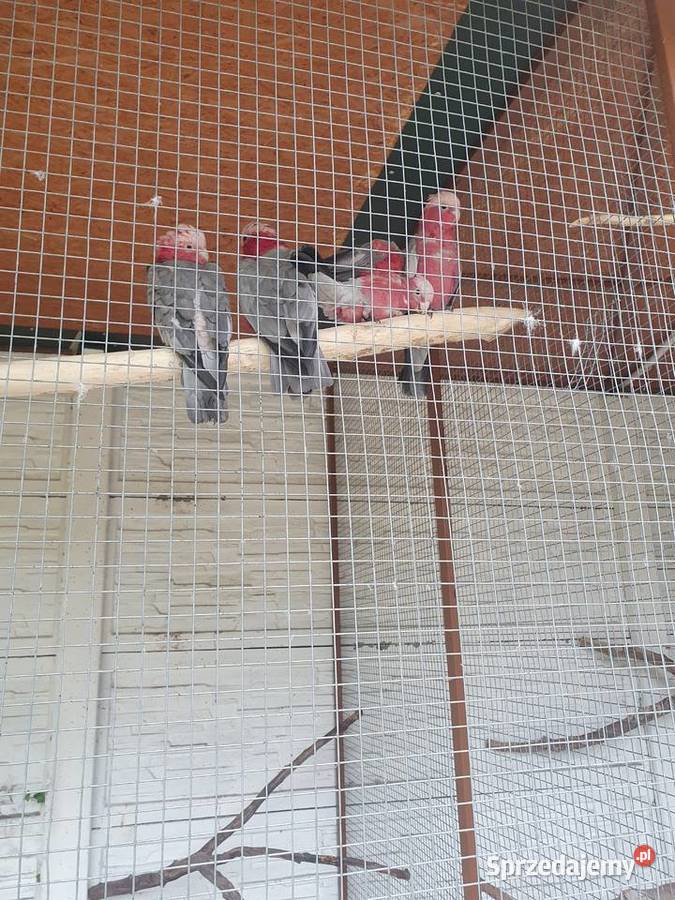 kakadu różowe sprzedam Sędziszów sprzedam