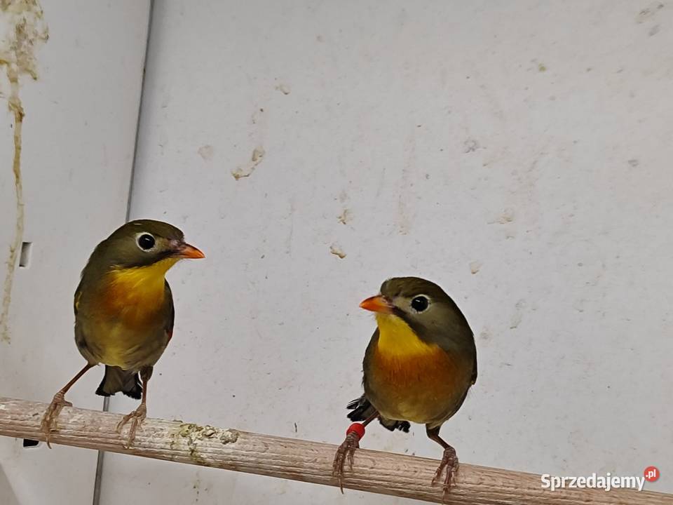Słowik chiński para Myślenice