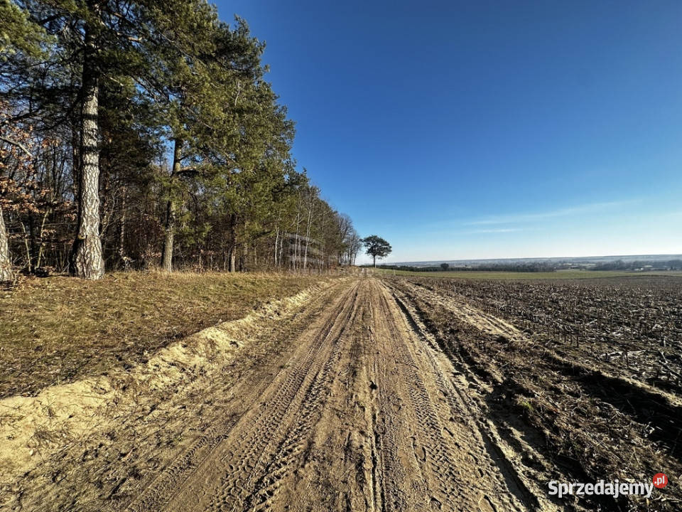 Las 6500m2 w Marysin gmina Rejowiec Sprzedaż sprzedam