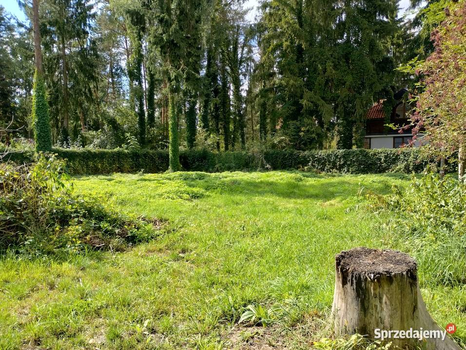 działka budowlana 2500m2 ze starym domem w Sprzedaż Żółwin sprzedam