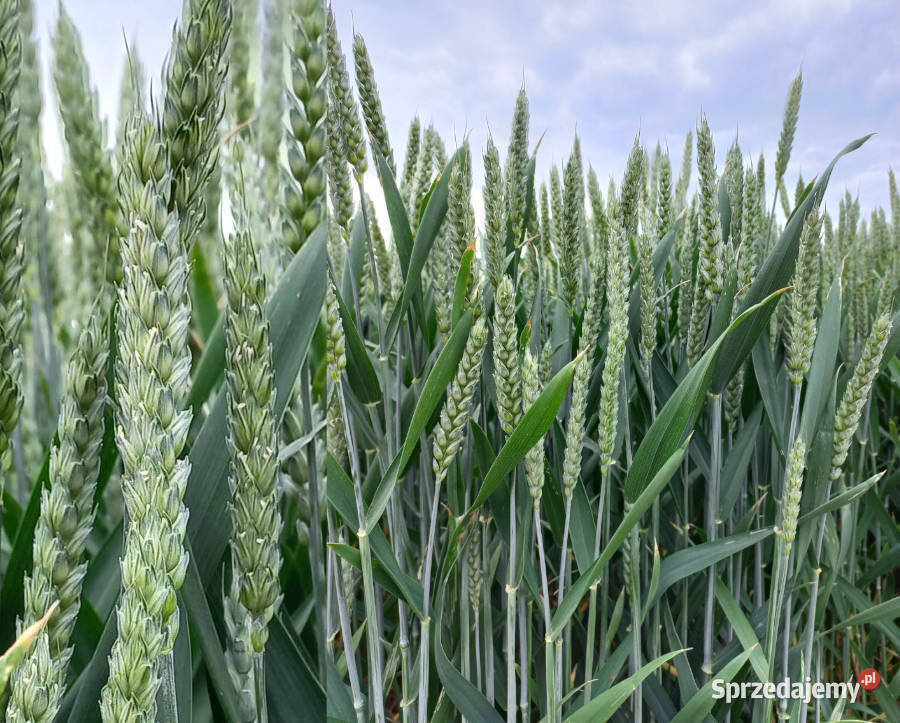 Pszenica ozima Alegoria odporna na szuszę Zboża Zboża Wieluń sprzedam