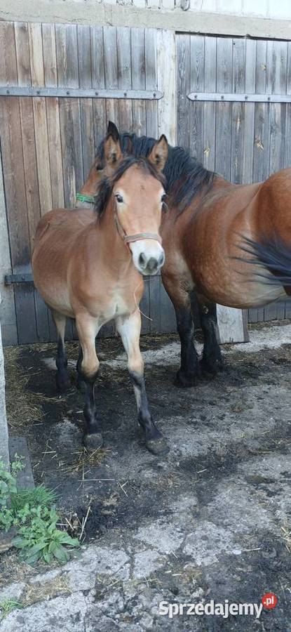 Sprzedam klacz zrebno ze źrebakiem podlaskie Waniewo
