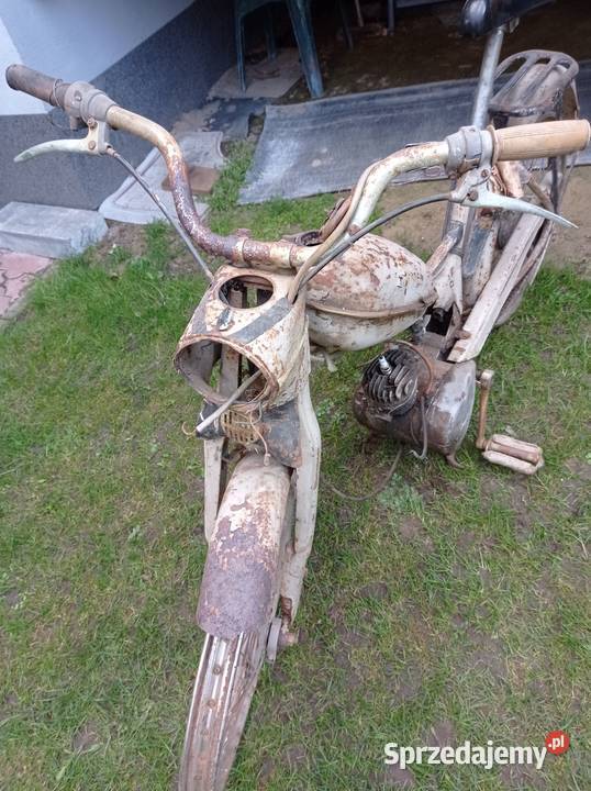 Komar sztywniak lubelskie