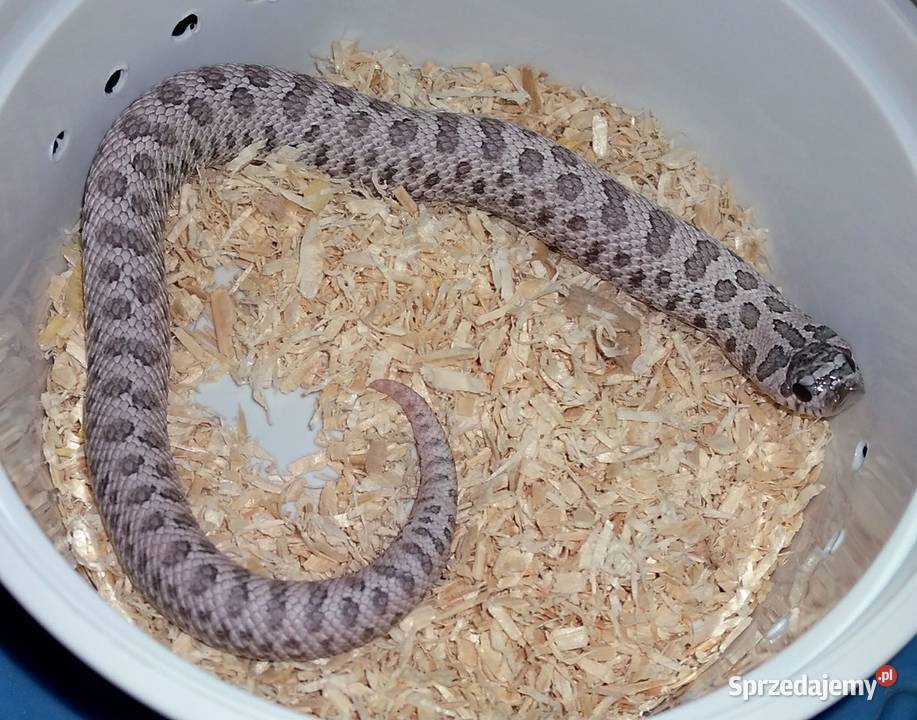 Heterodon Samica Super Arctic Lavender het Warszawa