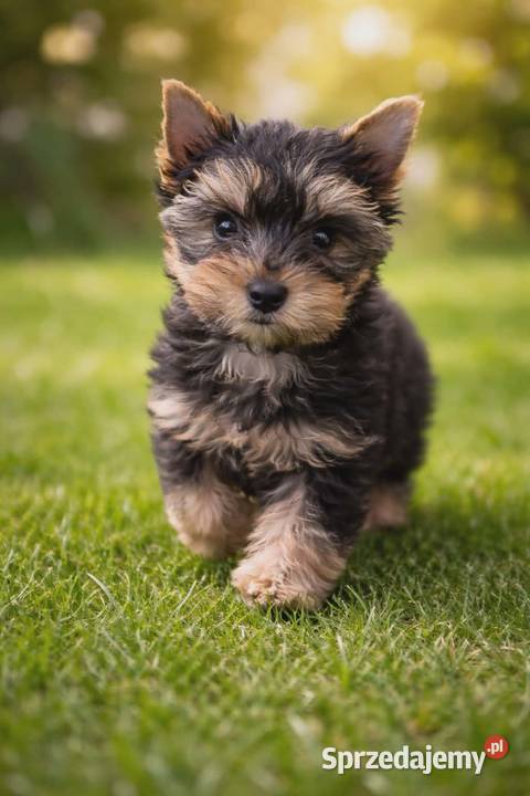 YorkShire Terrier szczenięta Katowice