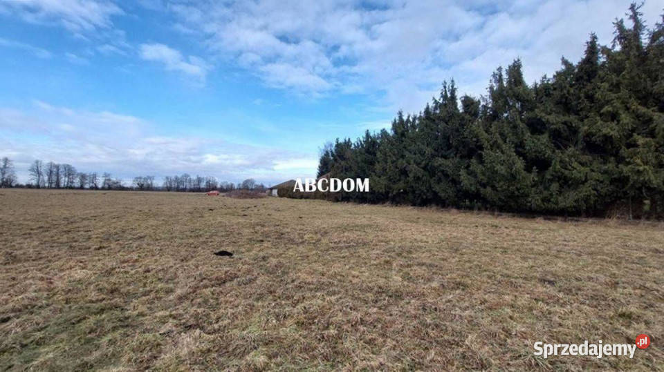 Cholerzyn działka budowlana 8 arów Sprzedaż