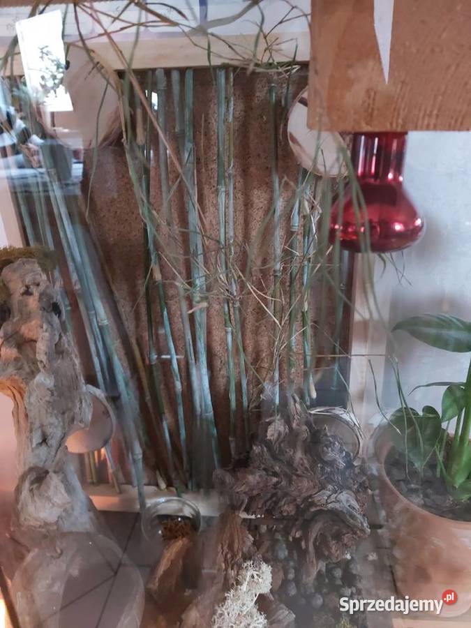 Terrarium felsuma gekon orzęsiony opolskie Opole