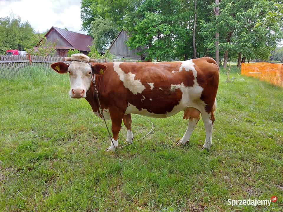 Krowa cielna Raniżów