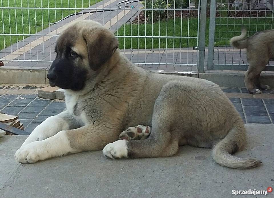 AnatolianKangal Karabasz mazowieckie Warszawa