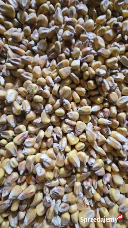 kukurydza sucha 2025 Goszczanów