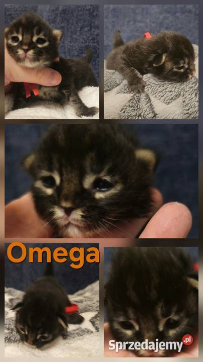 Maine coon do rezerwacji odbior lipiec Szczecin