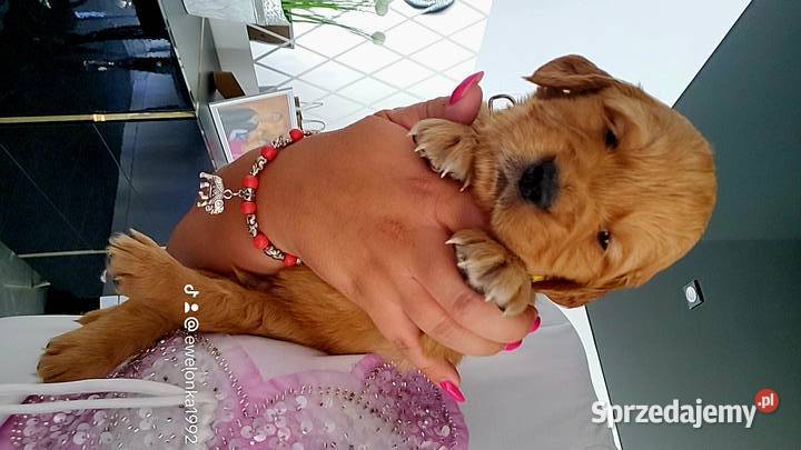 Golden Retriever ciemno złote maluchy Zwierzęta śląskie Poręba sprzedam