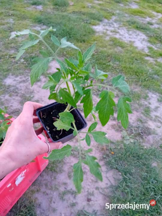 Sadzonki pomidora malinowego Lubartów