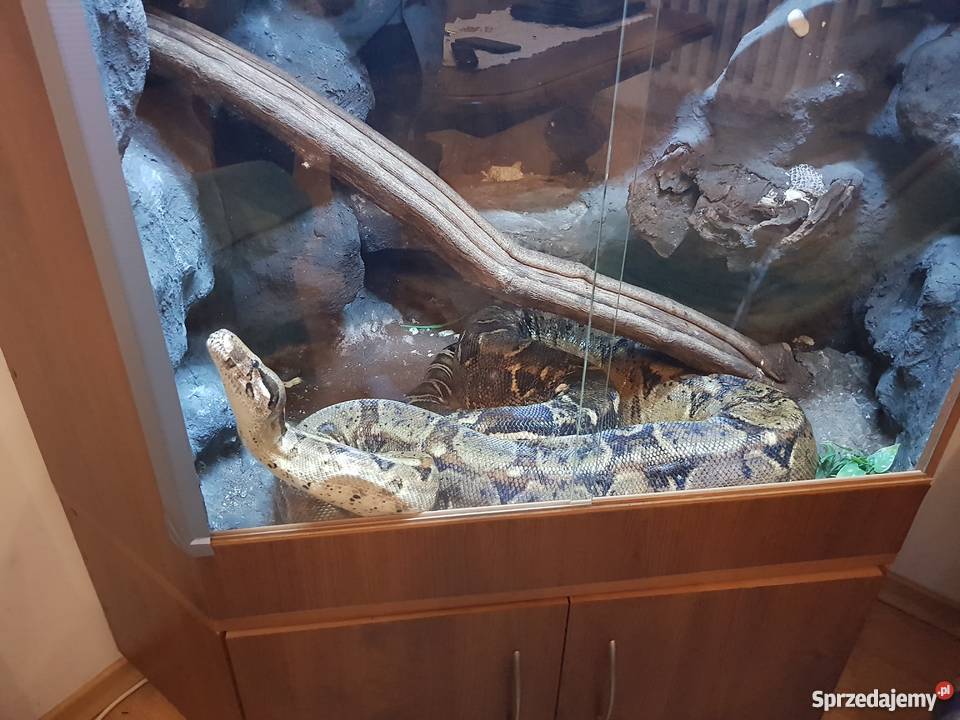 Sprzedam węża boa dusiciela samica z terrarium Gady i płazy sprzedam