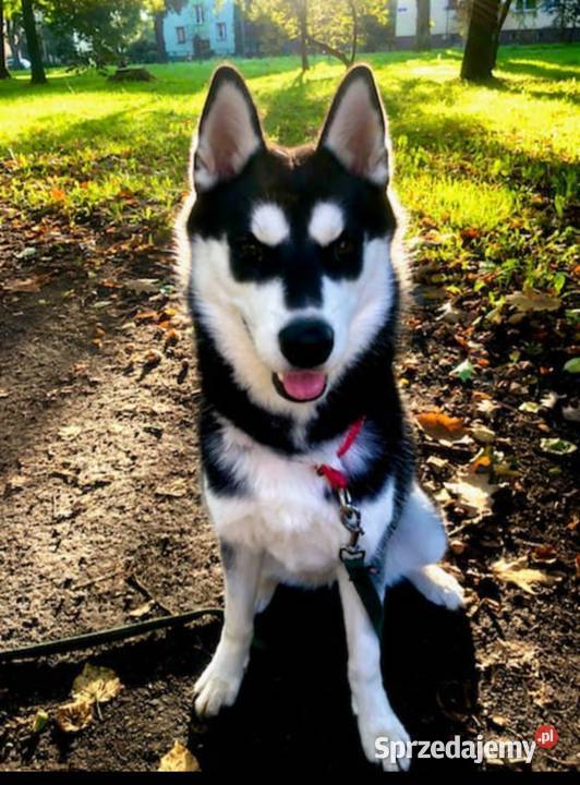 Zapowiedź miotu szczeniaczków Siberian husky z Krośniewice