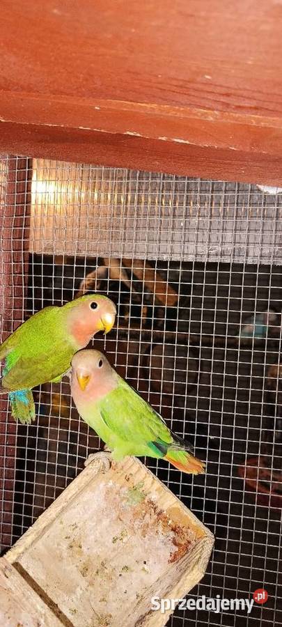 Papugi nierozłączki z woliery