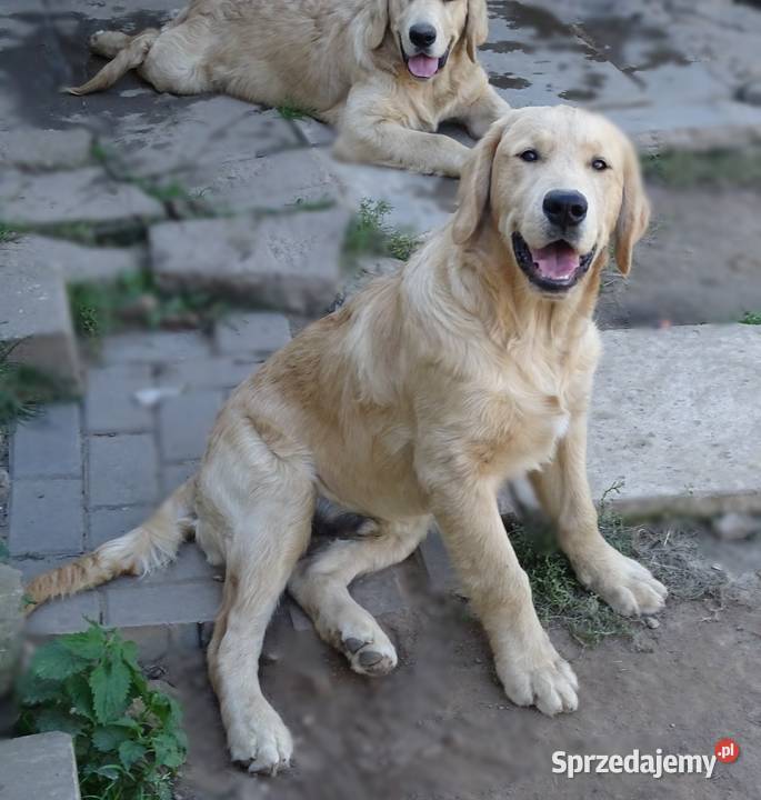 Golden retriever Przysucha
