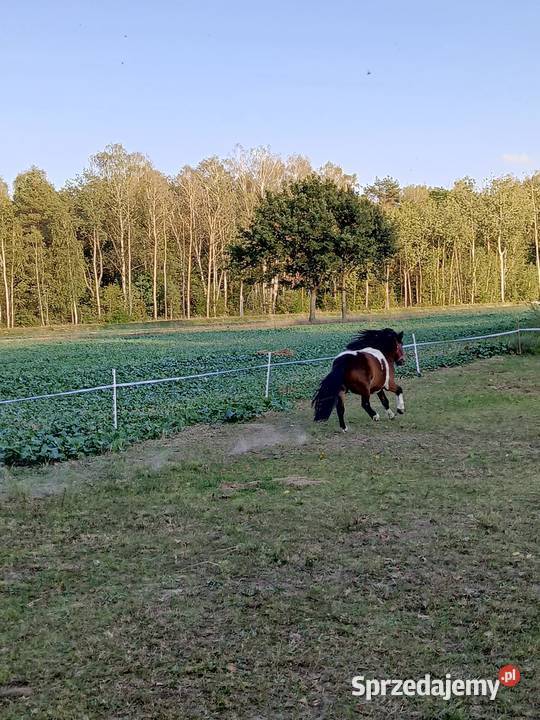 Sprzedam kucyki lubelskie Żyłki