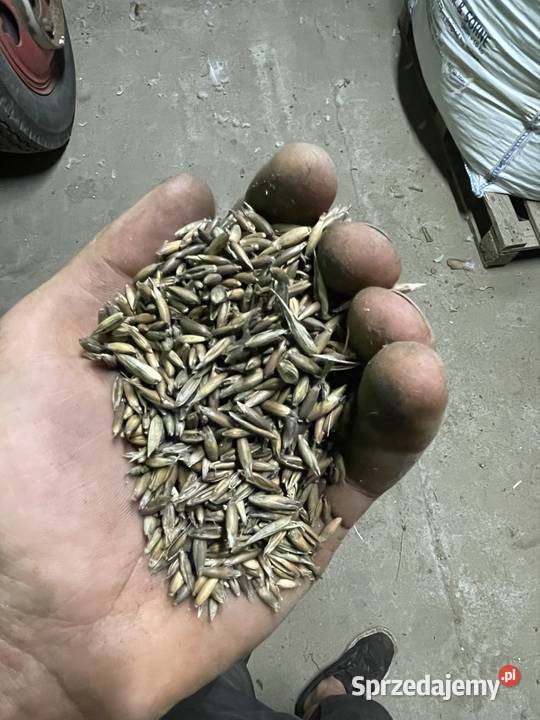 Owies czarny gniady zbiór 2025