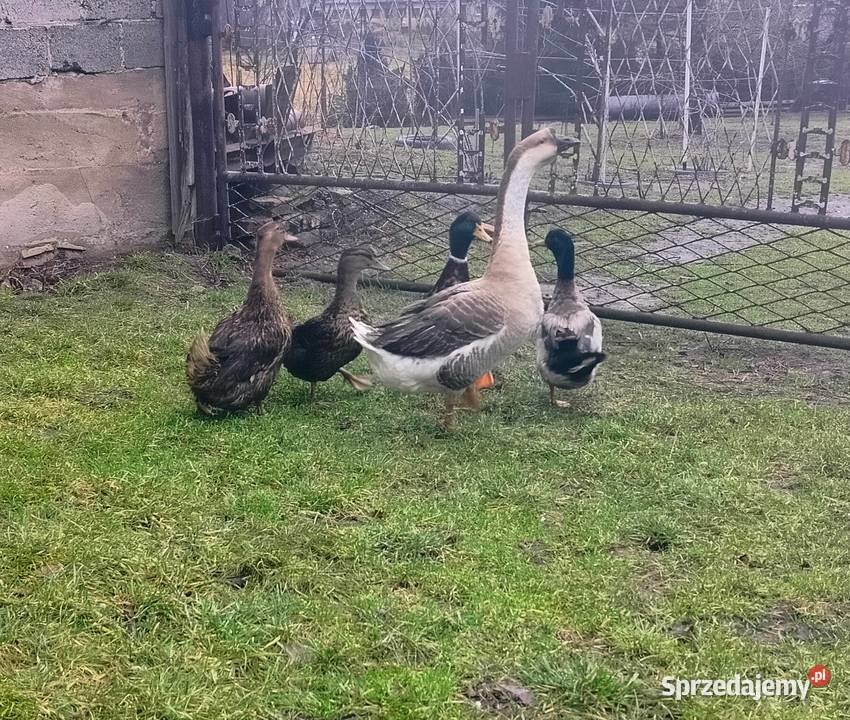 Jaja lęgowe gęś kubańska Suszec