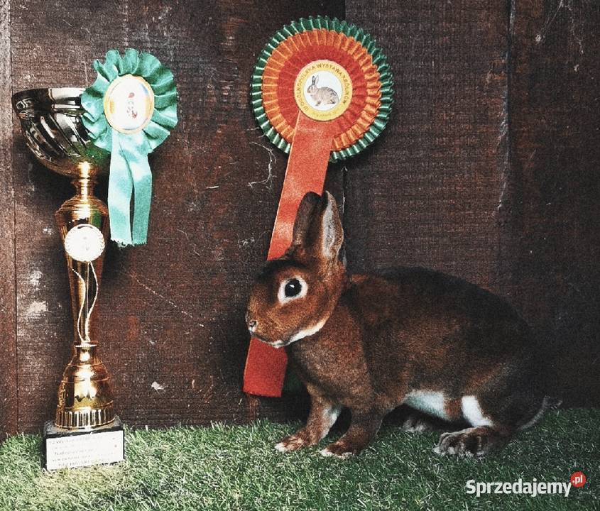 Wysyłka Karzełek Castorex Rodowód Królik Jarosław