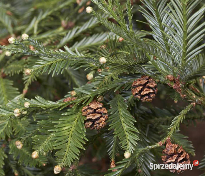 SEKWOJA ZAWSZEZIELONA Sequoia sempervirens Lubanie sprzedam