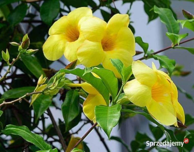 ALLAMANDRA PRZECZYSZCZAJĄCA Allamanda cathartica kujawsko-pomorskie