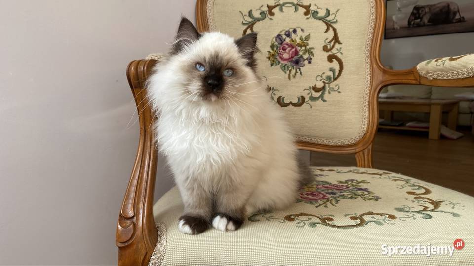 Kotki ragdoll gotowe do odbioru Grodzisk Mazowiecki sprzedam