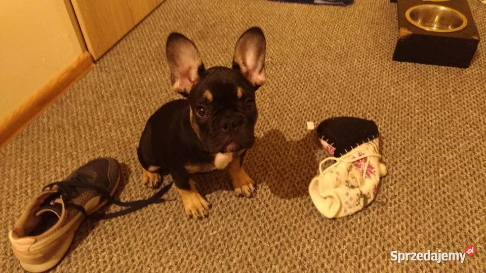 Buldog francuski 4 miesięczna suczka Buldog mazowieckie