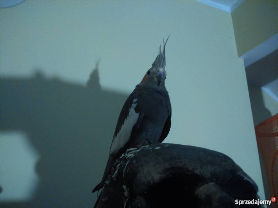 oddam w ręce papugę nimfę Pozostałe Warszawa sprzedam