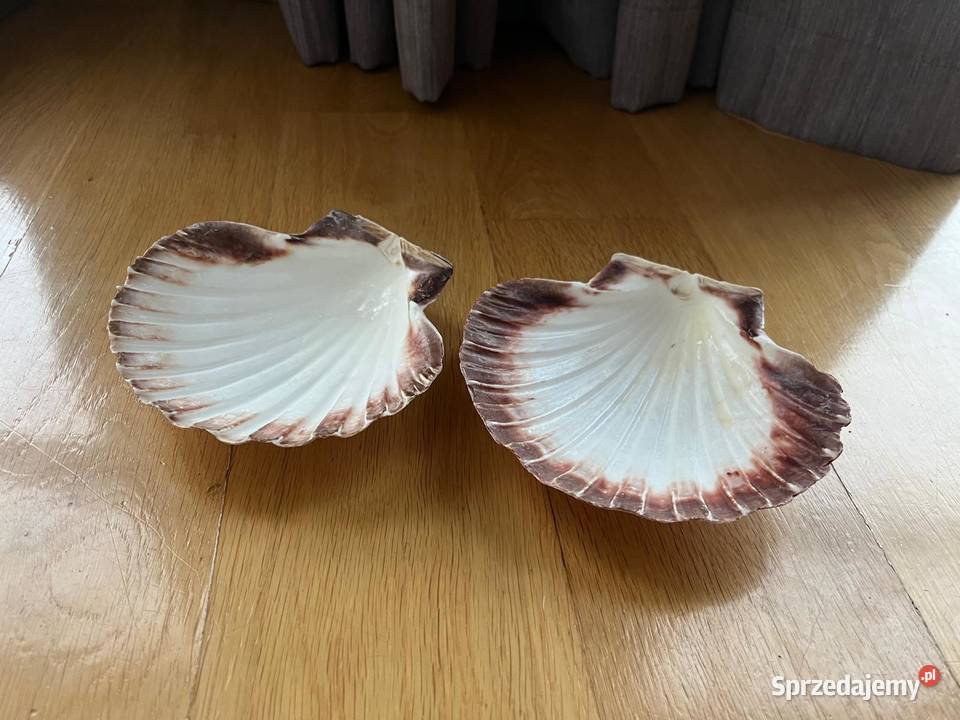Muszle dekoracyjne przegrzebki komplet 2 Pozostałe Warszawa
