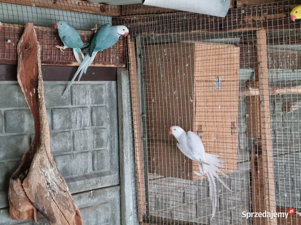 Aleksandretty rudosterki barwinki Zwierzęta wielkopolskie Odolanów