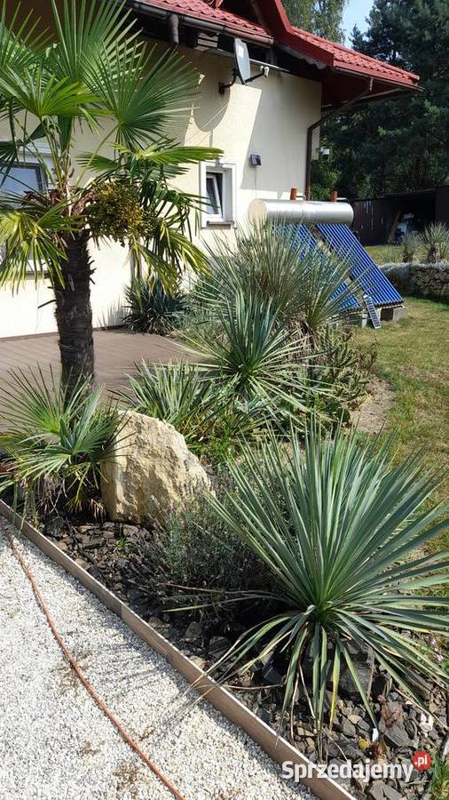 Yucca mrozoodporna juka tworząca pień hybrydy Chrzanów