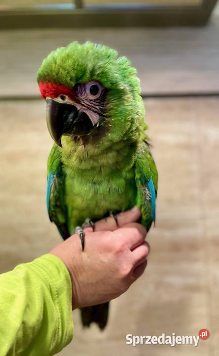 Ara militaris samiec 2025 Kraków