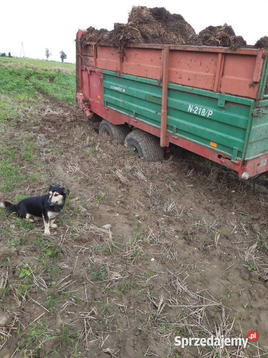 Rozrzutnik Warfama Załusin sprzedam