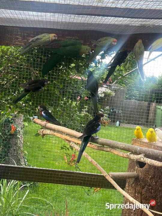 Papugi Rozella łódzkie Rzgów sprzedam