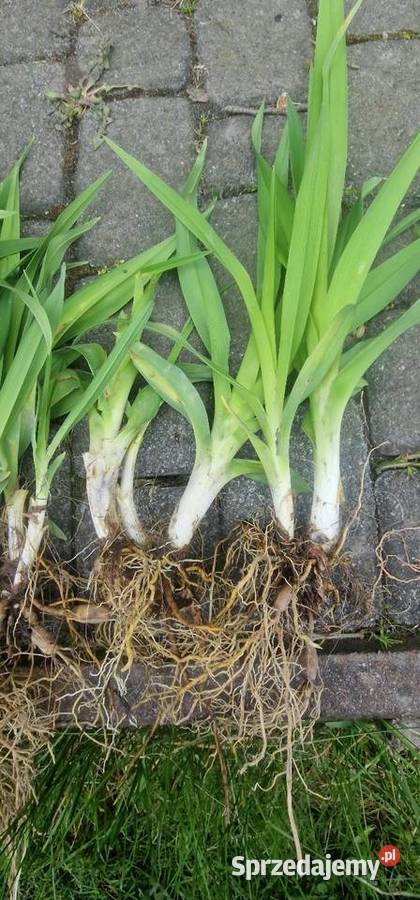 Liliowce miks kolorów 5 sztuk Zabrze