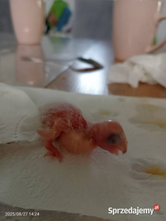 Dwa młode ręcznie odkarmione samczyki Człuchów