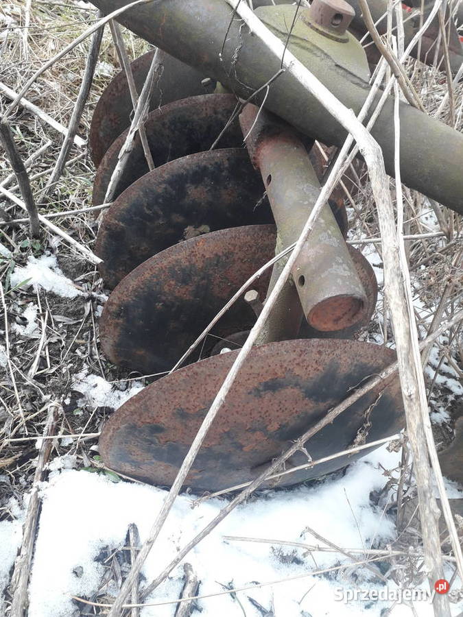 Talerzówka polska nieuszkodzony dolnośląskie