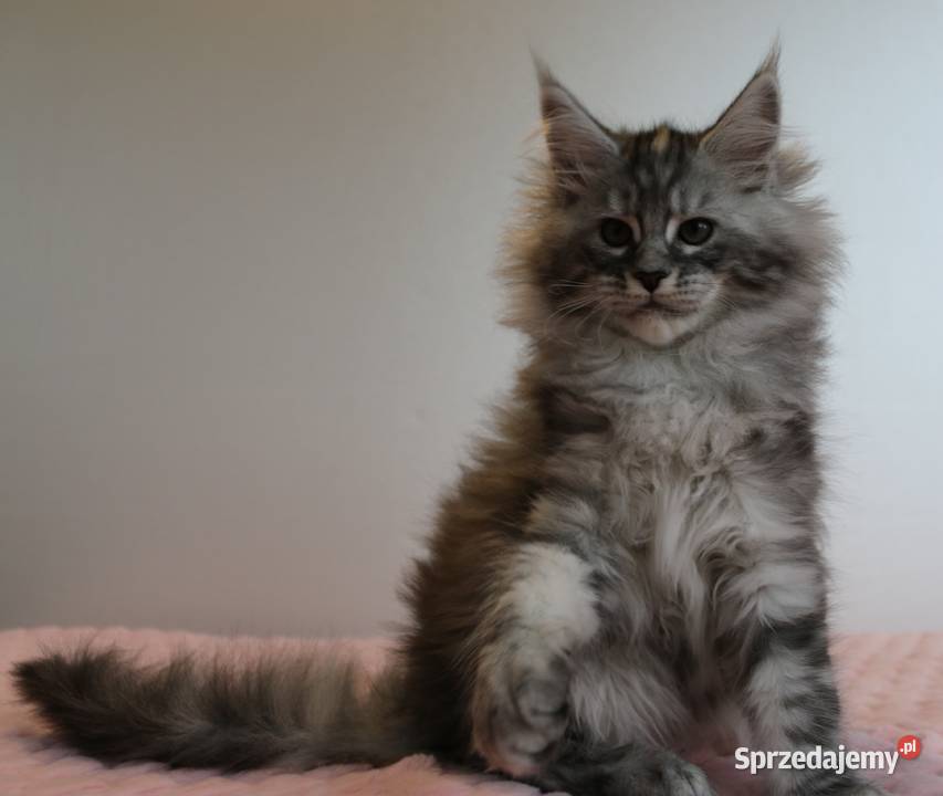 Śliczna puszysta koteczka maine coon Maine Coon dolnośląskie Brzezia Łąka