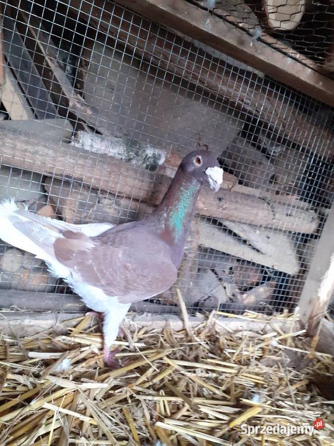 Golebie rzeszowskie Osięciny