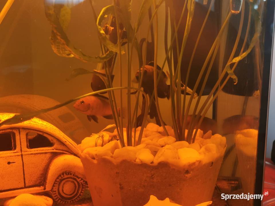Ryby Rybki Akwariowe Akwaryjne Pyszczaki Grodzisk Wielkopolski sprzedam