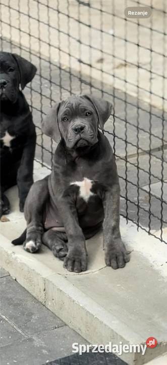 Cane Corso Szczenięta Lamk