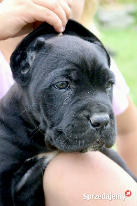 Cane corso szczeniaki ZKwPFCI podkarpackie Nowotaniec sprzedam