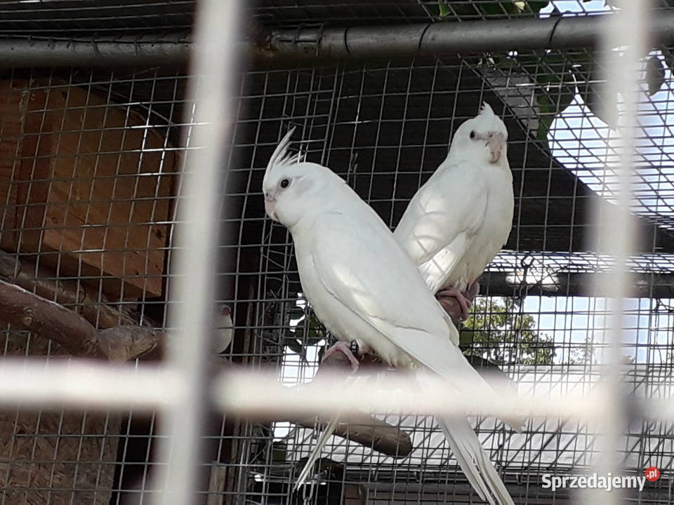 Nimfy i faliste Łopoń