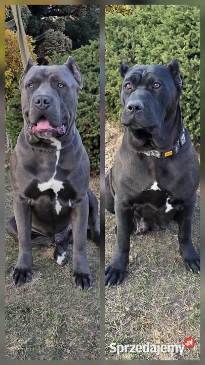 American Bandog Tuczna