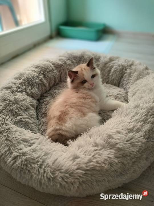 Piękneprzttulaśne kocięta Żarów